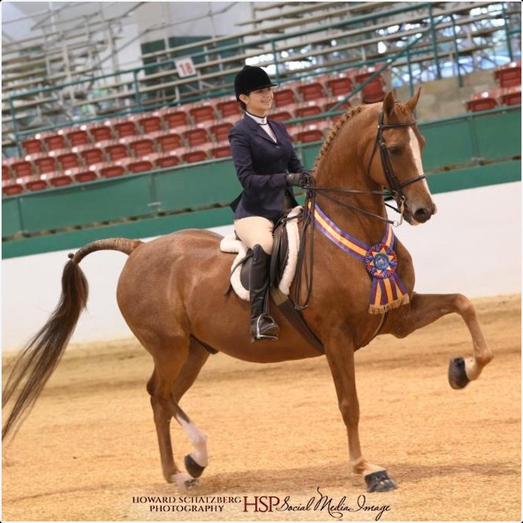 Solaris Farm show ring moment