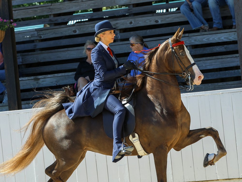 Horse and rider in full training