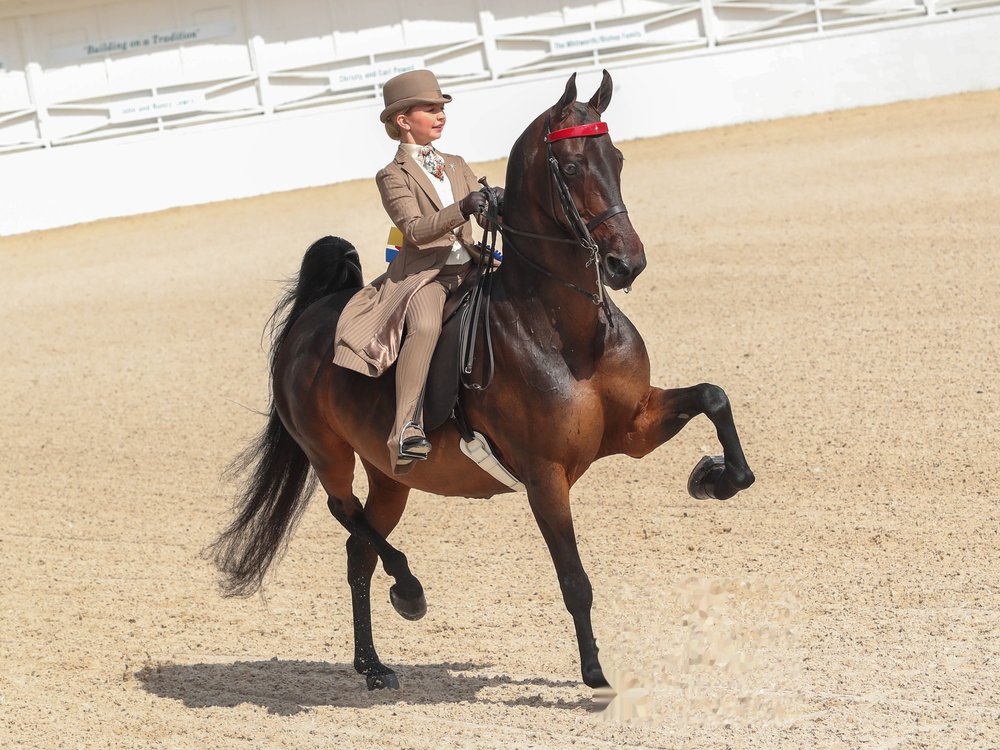 Junior rider developing in the saddle