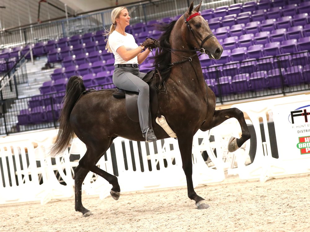 Young horse in development at Solaris Farm